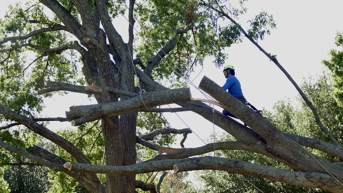 Professional Crown Thinning performed by certified arborists in Sage